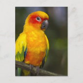 Carte postale Sun Conure Parrot (Devant)