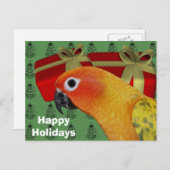 Carte postale Sun Conure Parrot Christmas Holiday (Devant / Derrière)