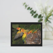 Carte Postale Sun Conures (Debout devant)