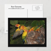 Carte Postale Sun Conures (Devant / Derrière)