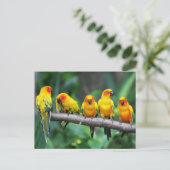 Carte Postale Sun Conures (Debout devant)