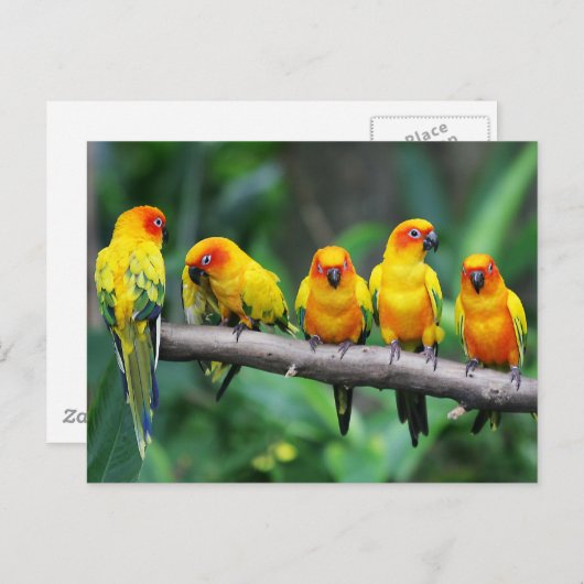 Carte Postale Sun Conures (Devant / Derrière)