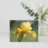 Carte Postale Sun Dancer Iris & Butterfly Photographie Art (Debout devant)