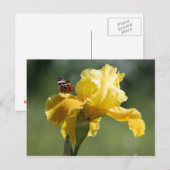 Carte Postale Sun Dancer Iris & Butterfly Photographie Art (Devant / Derrière)