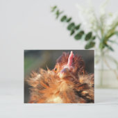 Carte postale Sun Derperella du soir (Debout devant)