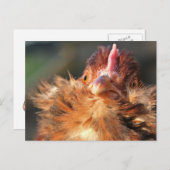 Carte postale Sun Derperella du soir (Devant / Derrière)