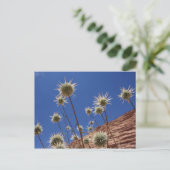 Carte postale Sun Thistle (Debout devant)