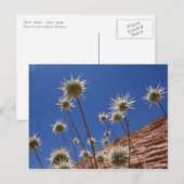 Carte postale Sun Thistle (Devant / Derrière)
