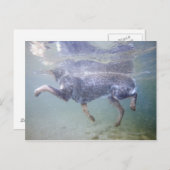 Carte Postale Sun Valley, Idaho, États-Unis. (Devant / Derrière)