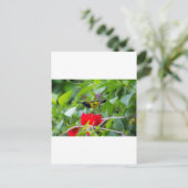 Carte Postale Sunbird (Debout devant)