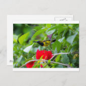 Carte Postale Sunbird (Devant / Derrière)