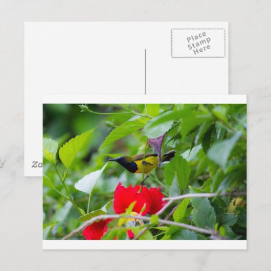 Carte Postale Sunbird (Devant / Derrière)