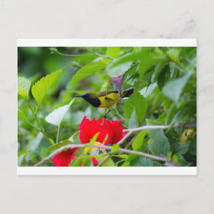 Carte Postale Sunbird