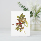 Carte Postale Sunbird à queue de feu (Debout devant)