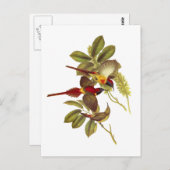 Carte Postale Sunbird à queue de feu (Devant / Derrière)