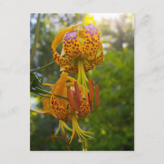 Carte Postale Sunburst de Humboldt Lilies