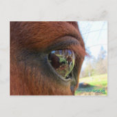 Carte postale Sundance (Devant)