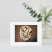 Carte Postale Sundin Ball Pythons (Debout devant)