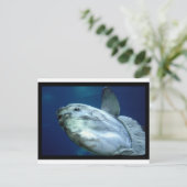 Carte Postale Sunfish Mola Mola 001 (Debout devant)