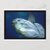 Carte Postale Sunfish Mola Mola 001 (Devant)