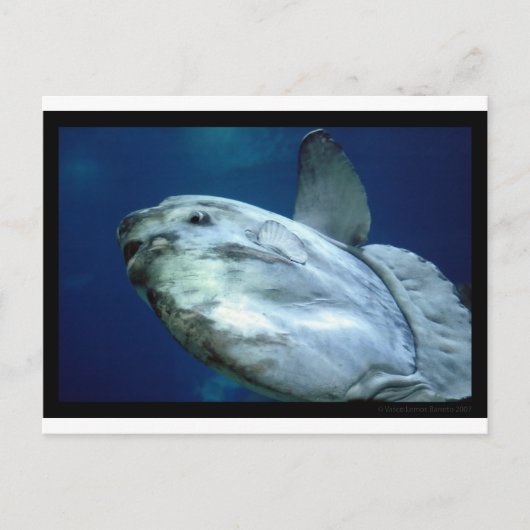 Carte Postale Sunfish Mola Mola 001 (Devant)