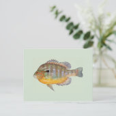 Carte Postale Sunfish par Duane Raver (Debout devant)