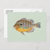 Carte Postale Sunfish par Duane Raver (Devant / Derrière)