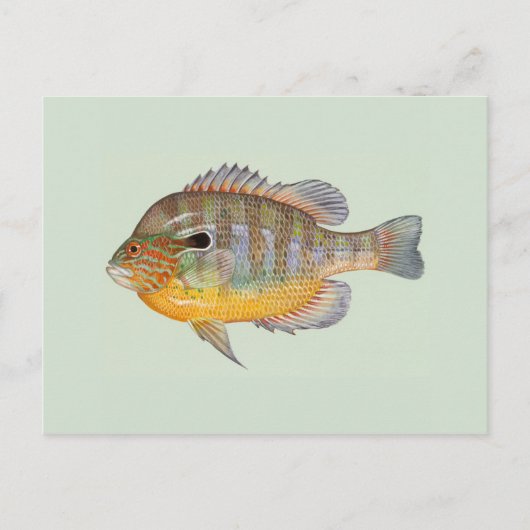 Carte Postale Sunfish par Duane Raver (Devant)