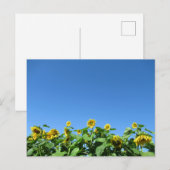 Carte Postale Sunfleurs d'été (Devant / Derrière)