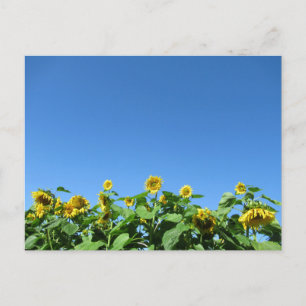 Carte Postale Sunfleurs d'été