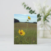 Carte postale Sunflower (Debout devant)