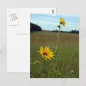 Carte postale Sunflower (Devant / Derrière)