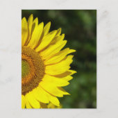 Carte postale Sunflower (Devant)