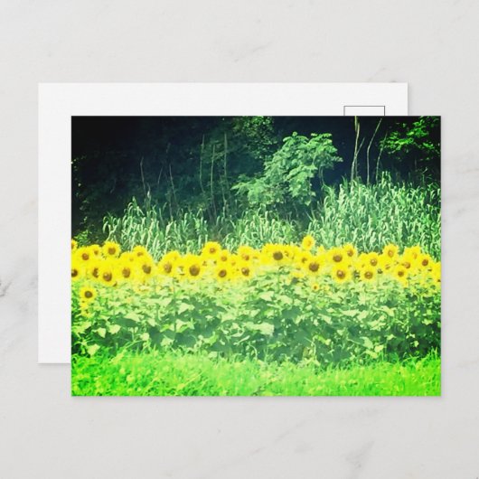 Carte postale Sunflower (Devant / Derrière)