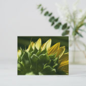 Carte postale Sunflower (Debout devant)