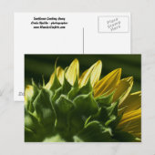 Carte postale Sunflower (Devant / Derrière)