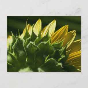 Carte postale Sunflower