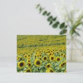Carte postale Sunflower (Debout devant)