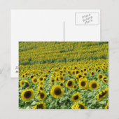 Carte postale Sunflower (Devant / Derrière)