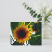 Carte postale Sunflower (Debout devant)