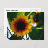Carte postale Sunflower (Devant / Derrière)