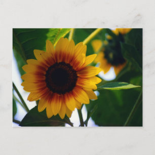 Carte postale Sunflower