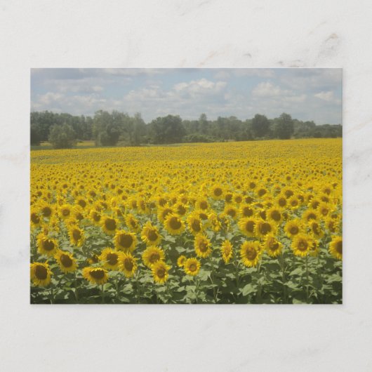 Carte postale Sunflower (Devant)