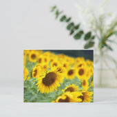 Carte postale Sunflower (Debout devant)