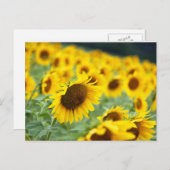 Carte postale Sunflower (Devant / Derrière)