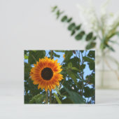 Carte postale Sunflower (Debout devant)