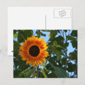 Carte postale Sunflower (Devant / Derrière)