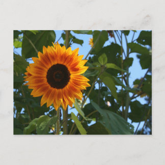 Carte postale Sunflower