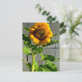 Carte postale Sunflower (Debout devant)