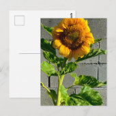 Carte postale Sunflower (Devant / Derrière)